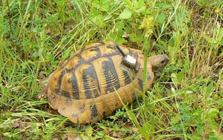 1 Tortoise with radiotransmitter by Ivo Ivanchev 1 Tortoise with radiotransmitter by Ivo Ivanchev