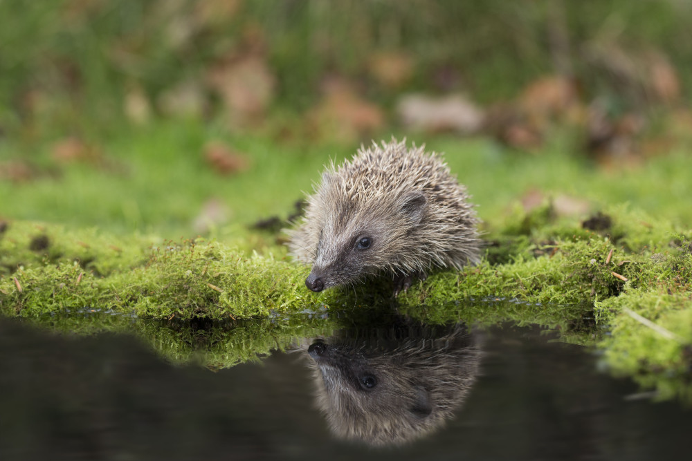 Hedgehog by water by Oliver Wilks Images Hedgehog by water by Oliver Wilks Images