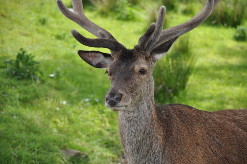 deer by Marie-Anne Breakspear deer by Marie-Anne Breakspear