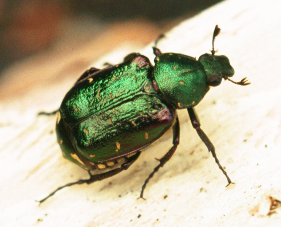 noble chafer beetle by Matt Smith noble chafer beetle by Matt Smith