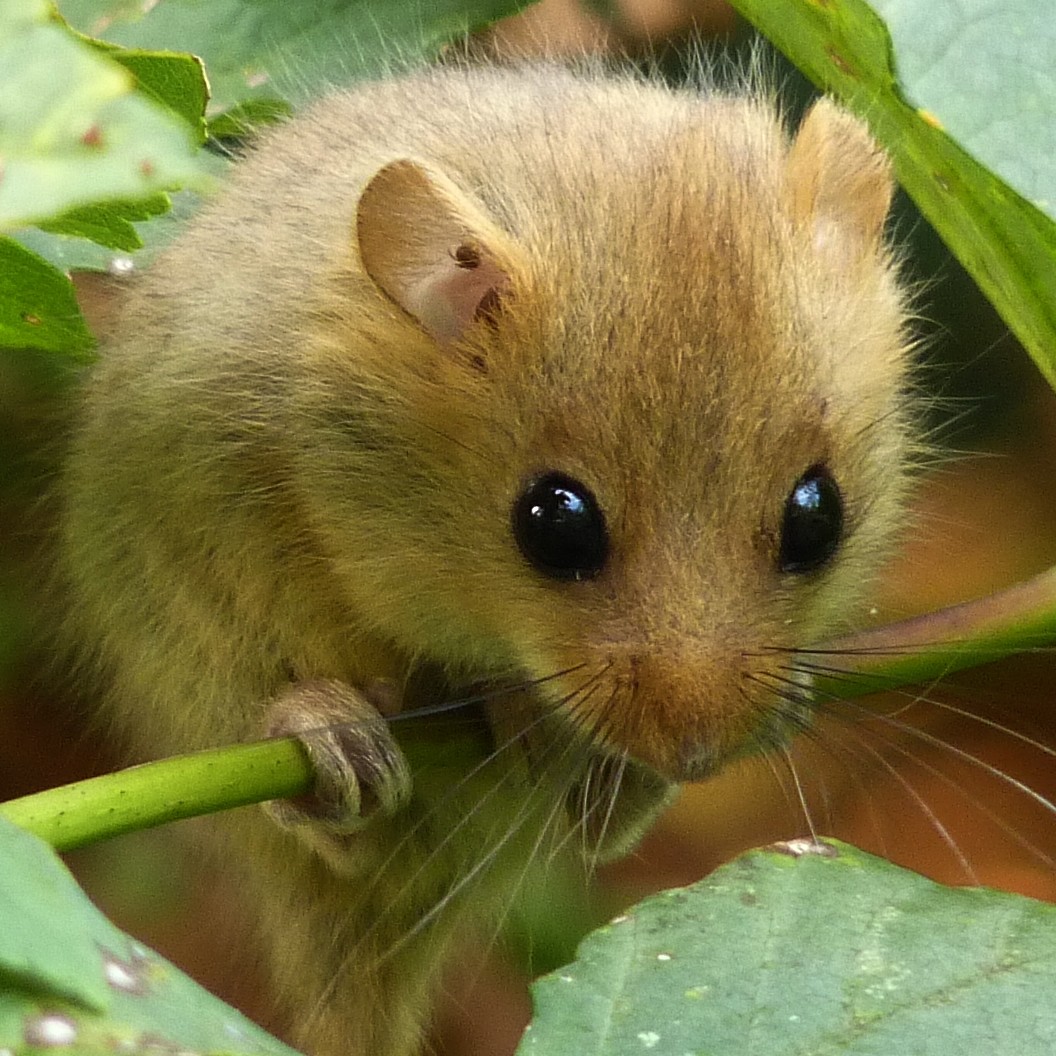 Save British dormice Peoples Trust for Endangered