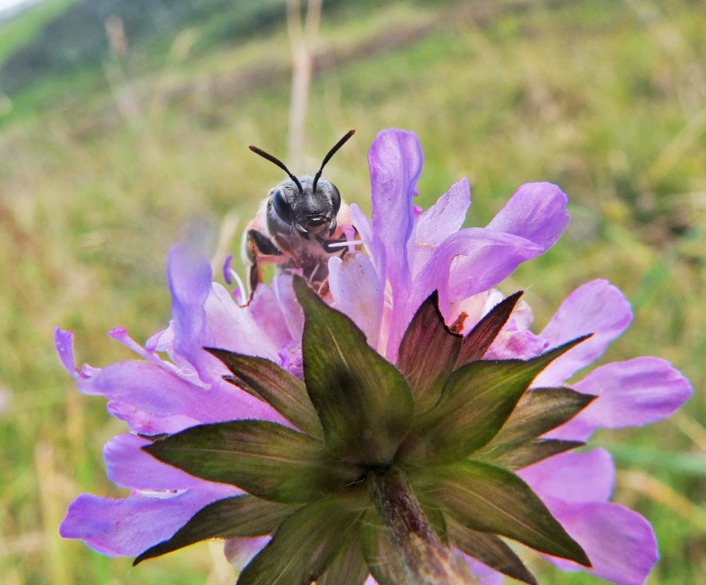 Large scabious bee by Rory Dimond