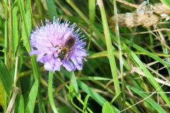 Large scabious bee by Rory Dimond