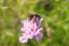 Large scabious bee by Rory Dimond