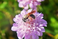 Large scabious bee by Rory Dimond