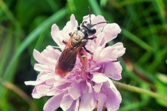 Large scabious bee by Rory Dimond