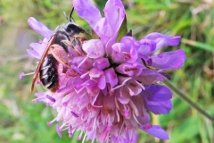 Large scabious bee by Rory Dimond