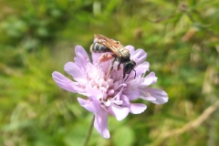 Large scabious bee by Rory Dimond