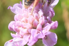 Large scabious bee by Rory Dimond