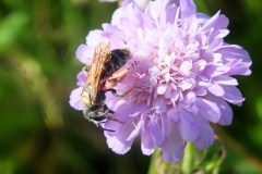 Large scabious bee by Rory Dimond