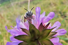 Large scabious bee by Rory Dimond