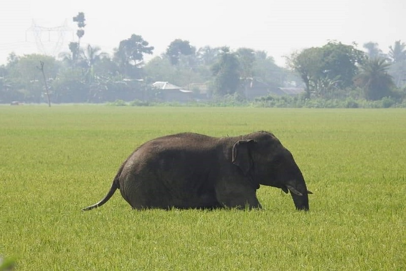 Elephant in paddy field