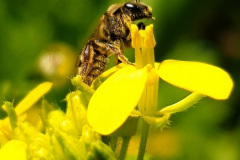 Bee by Amanda Thomas
