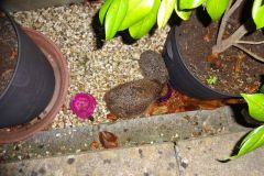 Two hedgehogs feeding by Monica Vaughan