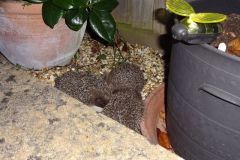 Hedgehogs Feeding by Monica Vaughan