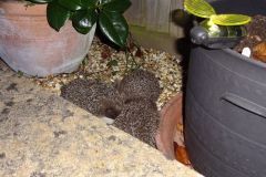 Hedgehogs Feeding by Monica Vaughan