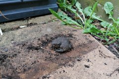 Toad by Adam Dawson