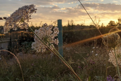 Allotment at sunset by James Eaton-Brown