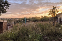 Allotment by James Eaton-Brown