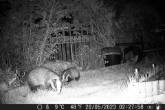 Badgers by Kristen Dorcey-Joyce