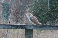 Barn owl by Jen Stevenson