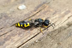 Bee by AmandaThomas