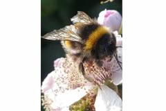 Bee by Melanie Hickford