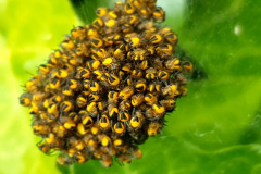 Bees by AmandaThomas