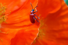 Beetle by Amanda Thomas
