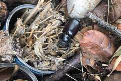 Female stag beetle by Anita Reed