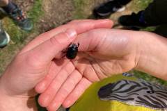 Dor beetle by Rose Cox