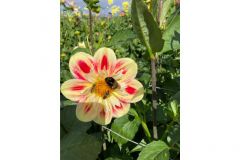 Buff-tailed bumblebee and hover flies on a dahlia by Jen Stephenson