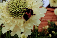 Buff tailed bumblebee by Moira Masson