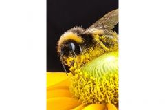 Bumblebee feasting on nectar by Jane Massingham