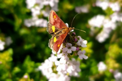 Butterfly by Amanda Thomas