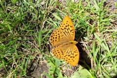Green fritillary butterfly by Julie Upson