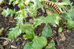 Cinnabar caterpillar by Moira Masson