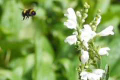 Bumblebee by Claire Holles