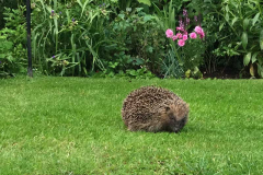 Hedgehog by Claire Holles