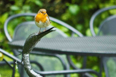 Robin by Claire Holles