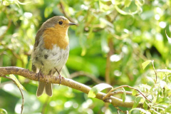 Robin by Claire Holles