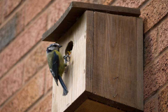 Blue tit nest by Claire Holles