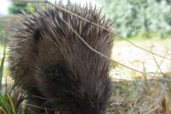 Closeup saying hello by Don French
