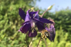 Columbine Flower with Bee by Rachel Pool
