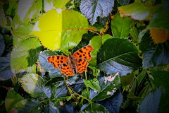 Comma butterfly by Moira Masson