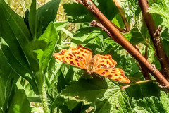 Comma butterfly by Moira Masson