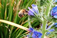 Common carder bumblebee by Moira Masson