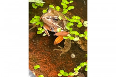 Common frog with leaves by Jaqui Graham