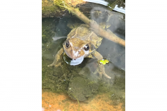 Common frog by Jaqui Graham
