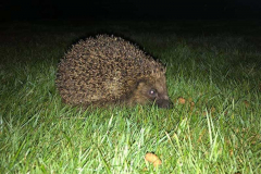 Hedgehog by Jen Fullen